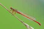 Ceriagrion tenellum