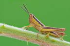 Euchorthippus declivus Euchorthippus declivus
