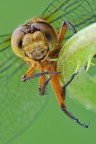 Orthetrum coerulescens Orthetrum coerulescens