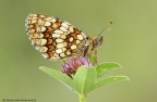 melitea athalia. melitea athalia.