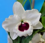 Orchidea2 Orchidea2