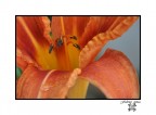 Flower (particolare) Flower (particolare)