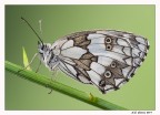 Melanargia Galathea Melanargia Galathea
