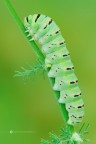 Papilio machaon Linnaeus, 1758 Papilio machaon Linnaeus, 1758