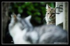 CATS|Mimmasantissima CATS|Mimmasantissima