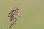 Saltimpalo ( Saxicola torquata ) Saltimpalo ( Saxicola torquata )