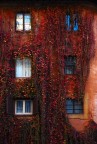 Windows Windows