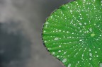 Verde acqua Verde acqua
