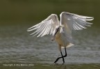 Spatola bianca (Platalea leucorodia) Spatola bianca (Platalea leucorodia)
