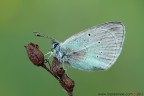 Glaucopsyche alexis Glaucopsyche alexis
