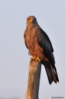 Nibbio bruno a guardia del palo