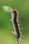 Enogaster lanestris Enogaster lanestris
