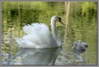 Mamma, diventerò bello anche io? Mamma, diventerò bello anche io?