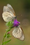 ...Aporia Crataegi... ...Aporia Crataegi...