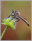 Asilide Asilide