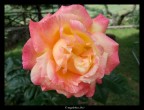 "Rose"