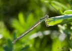 Platycnemis pinnipes Platycnemis pinnipes