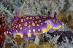 Un clown di nudibranco