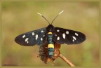 Amata phegea Amata phegea