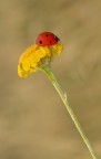 Coccinella................ Giallo e rosso