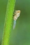 Scopettino Scopettino