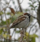 Passero Passero