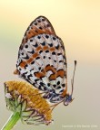 Melitaea didyma