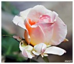 rosa "Johann Strauss" rosa "Johann Strauss"
