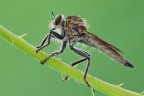 Machimus arthriticus Machimus arthriticus