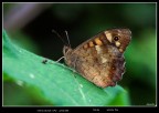 farfallina farfallina