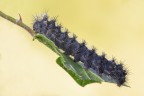 Acronicta rumicis o bruco di macaone ad uno stadio intermedi Acronicta rumicis o bruco di macaone ad uno stadio intermedi