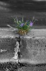La forza della natura La forza della natura
