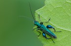 Coleoptera... (???????) Coleoptera... (???????)