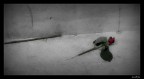 Fine di un Amore Fine di un Amore