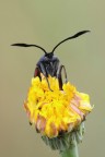 Zygaena Zygaena