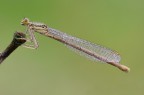 Platycnemis pennipes Platycnemis pennipes
