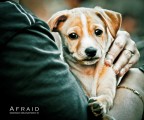 Afraid Afraid