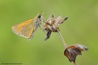 ochlodes sylvanus. ochlodes sylvanus.