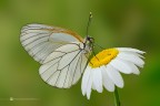 Aporia crataegi Aporia crataegi