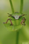 Verde nel verde Verde nel verde