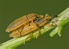 Lixus iridis