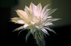fiore fiore