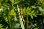 Orthetrum cancellatum (femmina) Full Frame