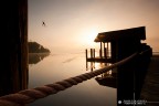 spider sunrise spider sunrise