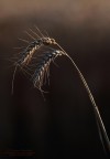 Spighe di grano Spighe di grano