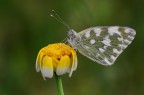 Pontia edusa Pontia edusa