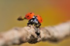 Dati di scatto:
Diaframma f 13 - Esposizione 1/500 di secondo - ISO 320
Mano Libera Fotocamera Nikon D300 - Obiettivo AF-S Micro Nikkor 105mm f/2.8 G IF-ED


Alta risoluzione: http://i51.tinypic.com/2u88cjo.jpg

Grazie in anticipo per Suggerimenti e Critiche