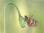 Melitaea didyma (Esper, 1779) - Nymphalidae Melitaeinae Melitaea didyma (Esper, 1779) - Nymphalidae Melitaeinae