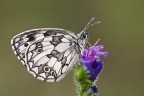 Melanargia Melanargia
