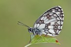 Melanargia